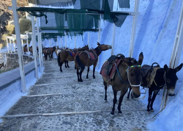 santorini-donkeys-greece pilgrimage tour santorini donkeys greece