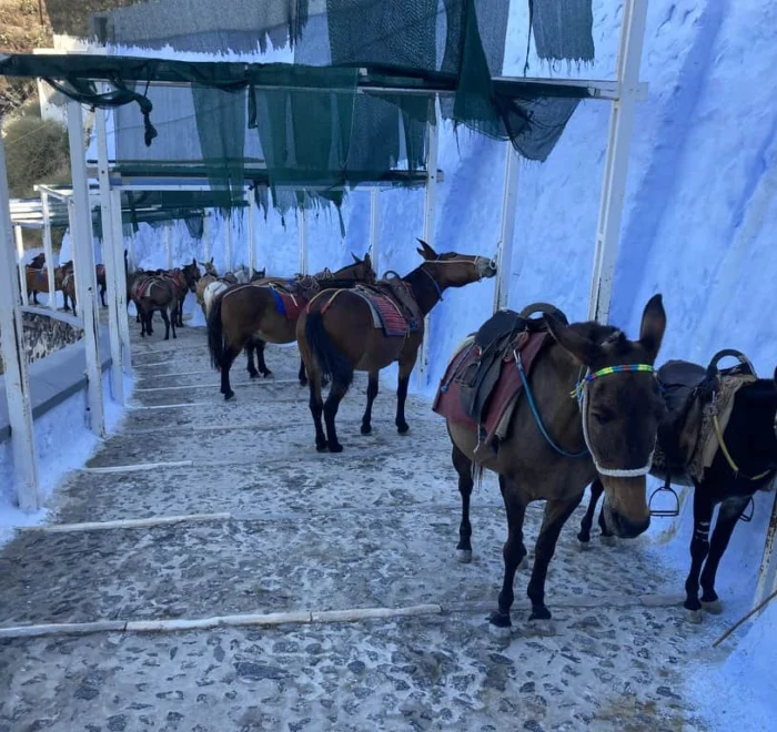 santorini-donkeys-greece pilgrimage tour santorini donkeys greece
