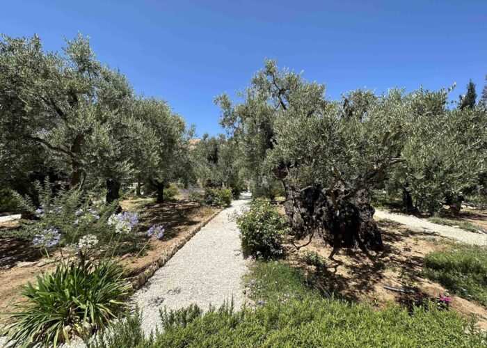 garden-gethsamane garden of olives holy land pilgrimage tour
