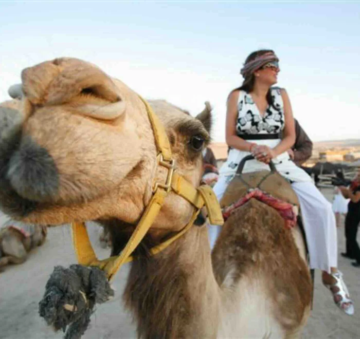 camel-drive-holy-land camel test drive holy land pilgrimage tour