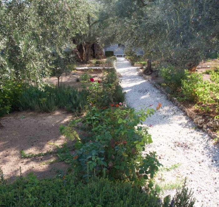 garden-olives garden of olives pilgrimage tour holy land