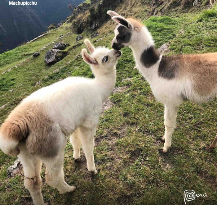 llamas llamas peru pilgrimage tour