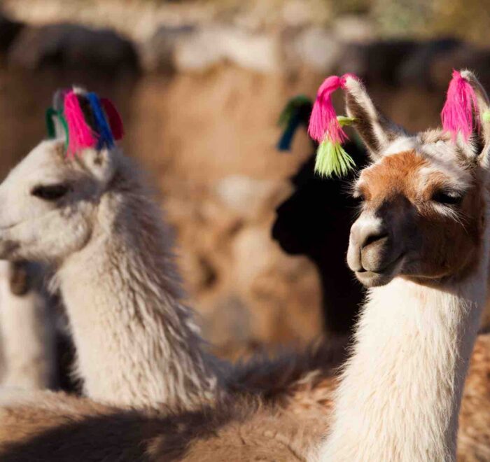 llamas-earings llamas with earings peru pilgrimage tour