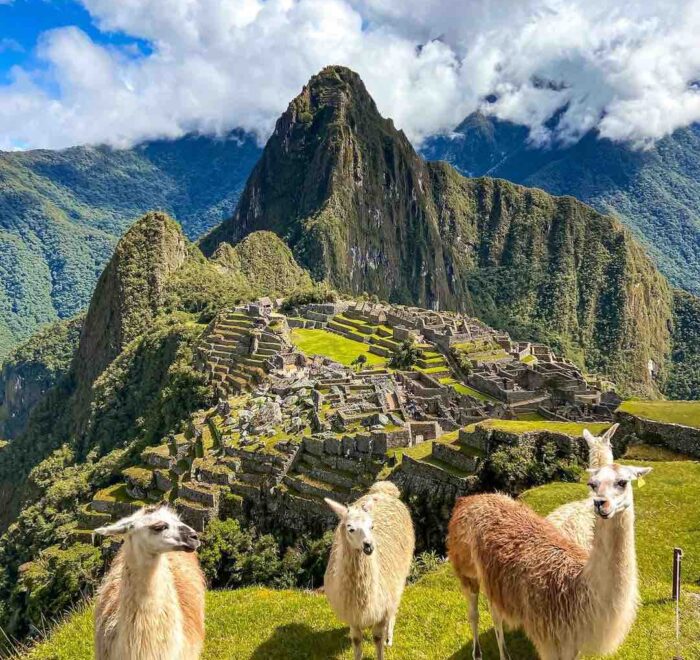 llamas-machu llamas in machu picchu