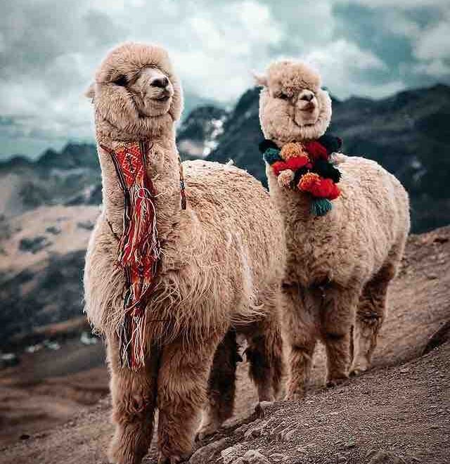 peru-alpaca alpacas in food and faith pilgrimage