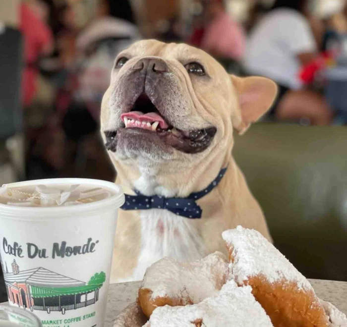 dog-beignets-new-orleans-pilgrimage cafe du monde dog new orleans food and faith pilgrimage tour