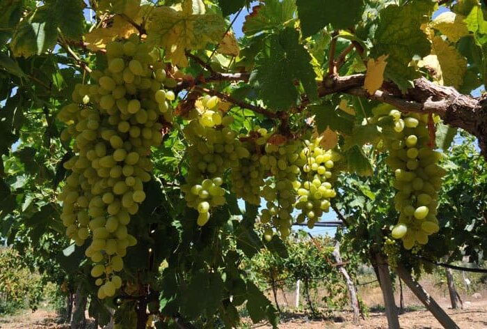 grapes-greece grapes greece food pilgrimage tour