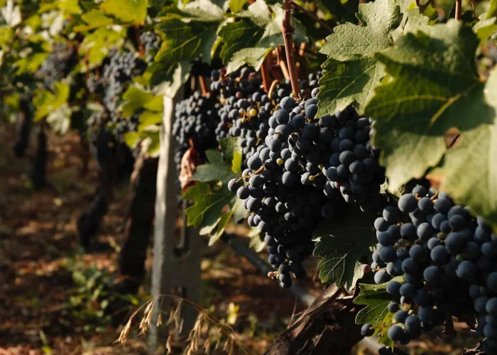 grapes-vine-greece grapes on the vine greece on pilgrimage