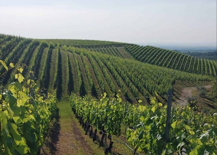 kir-yianni-vineyards kir yianni vineyards on pilgrimage
