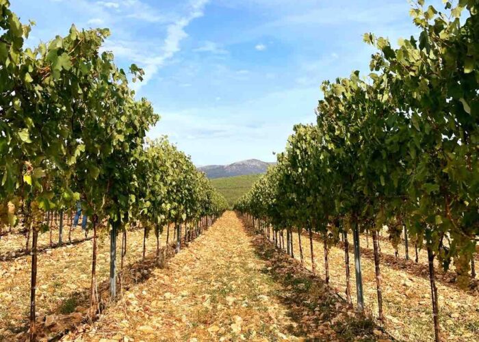 lazaridi-vineyard-greece lazaridi vineyard greece pilgrimage
