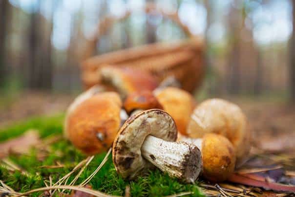 mushrooms-greece mushrooms greece food pilgrimage tour
