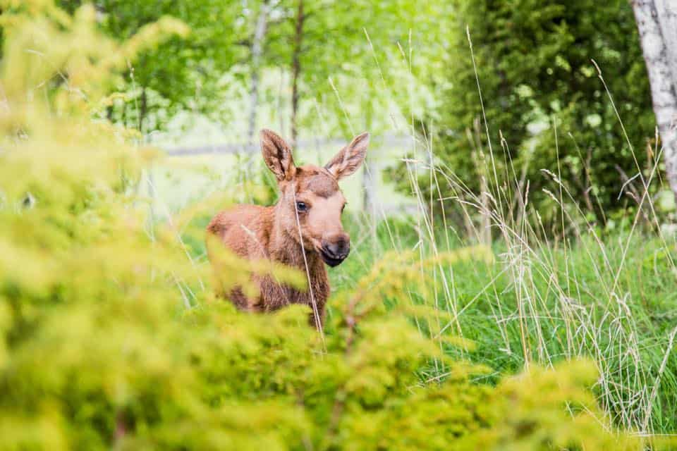 Baby moose pilgrimage
