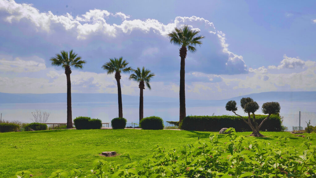 Tall palm trees overlooking the Sea of Galilee