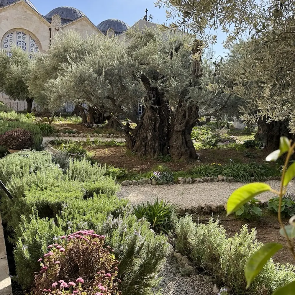 Garden of Gethsemane